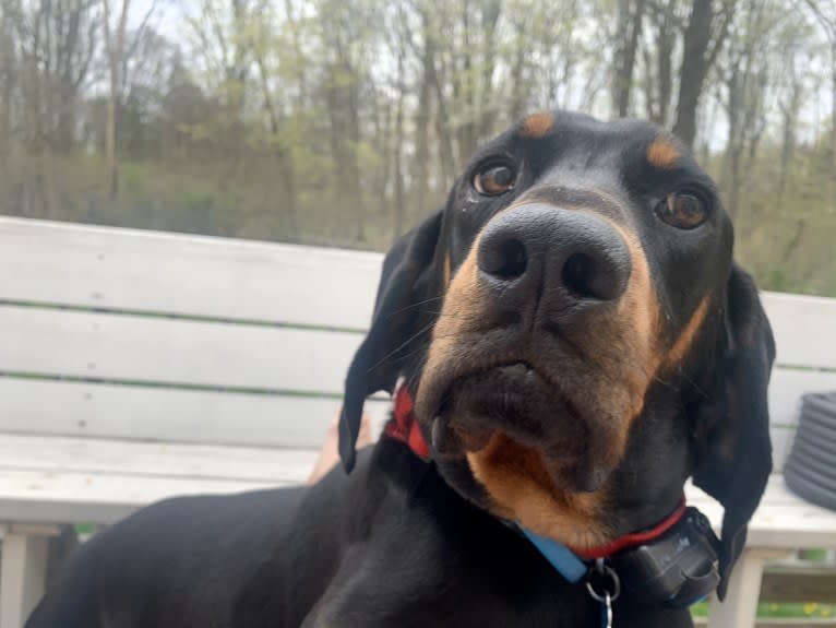 Lincoln, a Black and Tan Coonhound tested with EmbarkVet.com