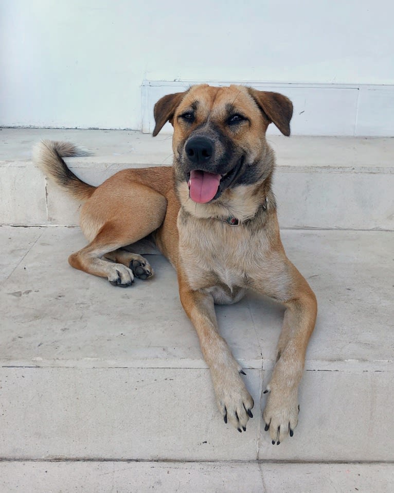 Pancake, a Southeast Asian Village Dog tested with EmbarkVet.com