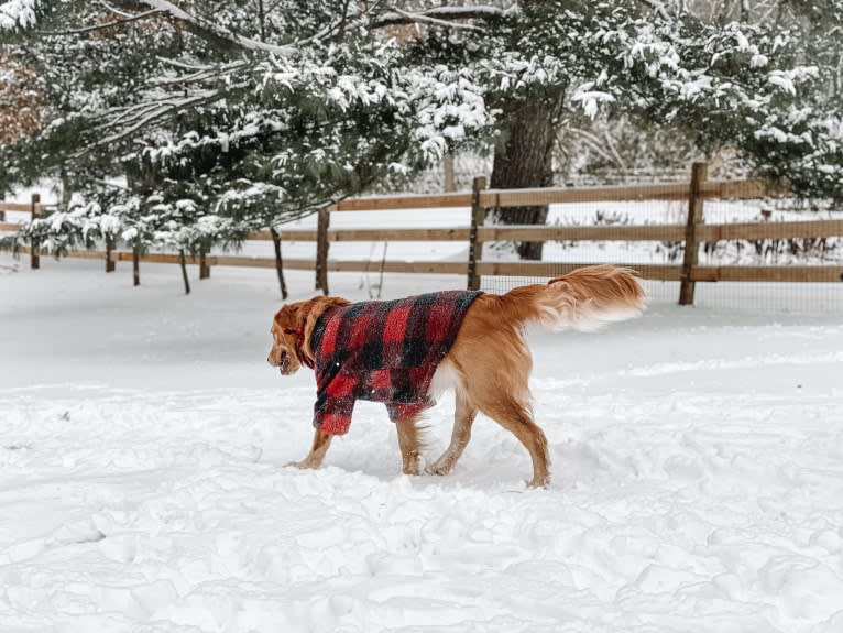 Marley, a Golden Retriever tested with EmbarkVet.com