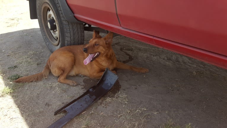 Brownie, an Australian Shepherd and Border Collie mix tested with EmbarkVet.com