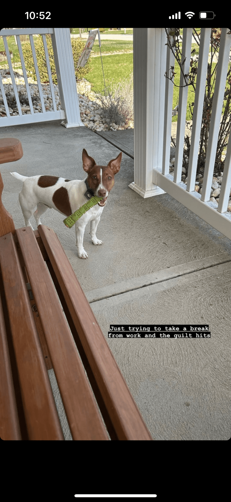 Wally, a Russell-type Terrier tested with EmbarkVet.com