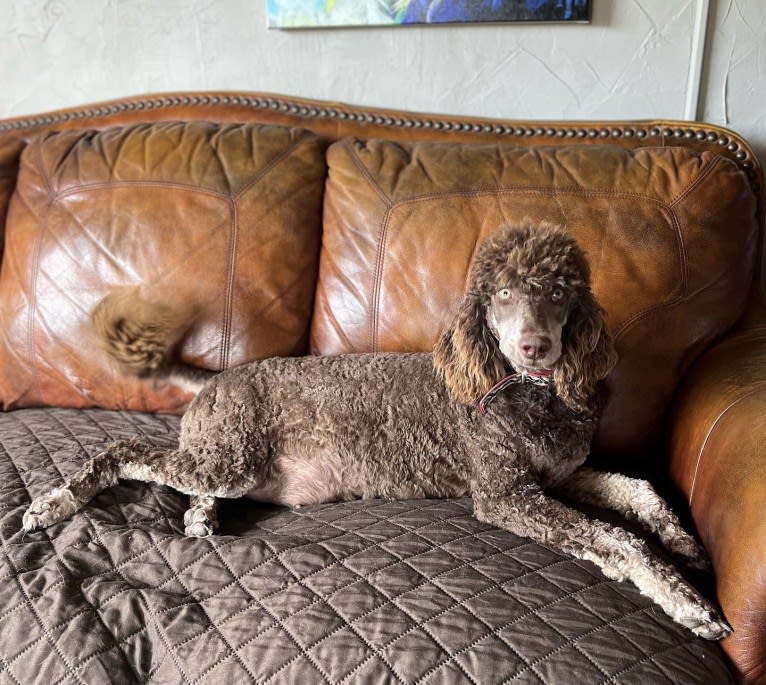 Tootsie, a Poodle tested with EmbarkVet.com