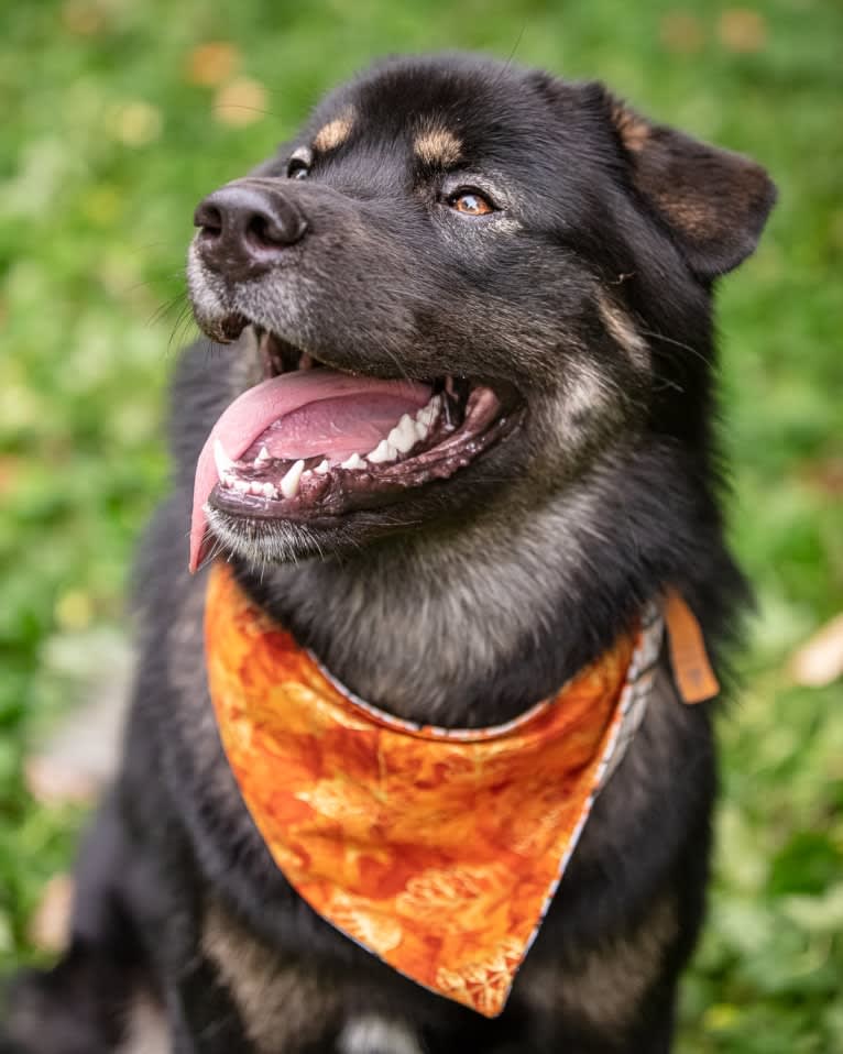 Kaiju Bear, an Akita and Alaskan Malamute mix tested with EmbarkVet.com