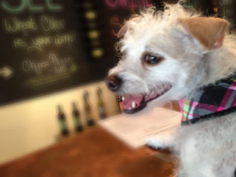 Coleen, a Rat Terrier and Poodle (Small) mix tested with EmbarkVet.com