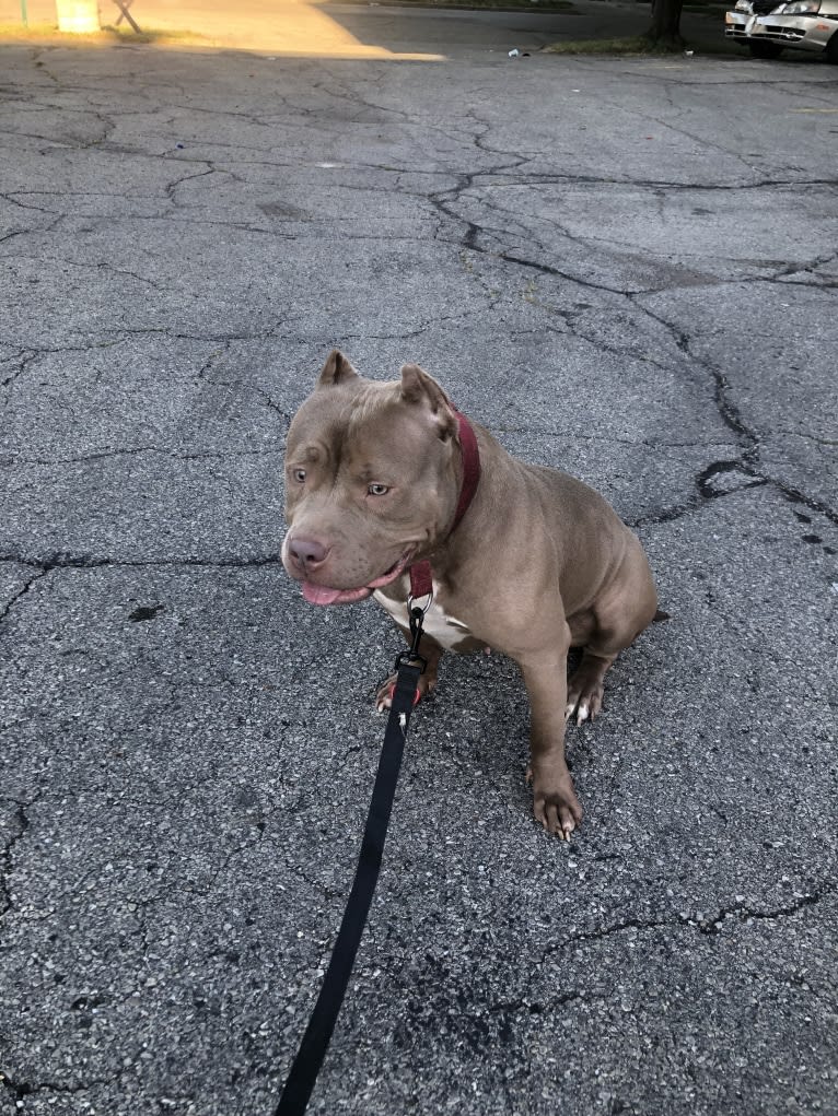 Teally, an American Bully tested with EmbarkVet.com