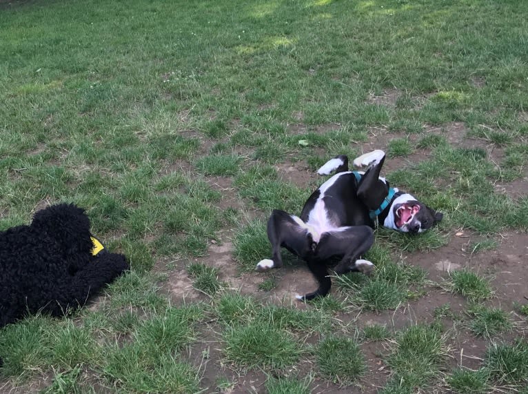 Banjo, an American Bully and American Pit Bull Terrier mix tested with EmbarkVet.com