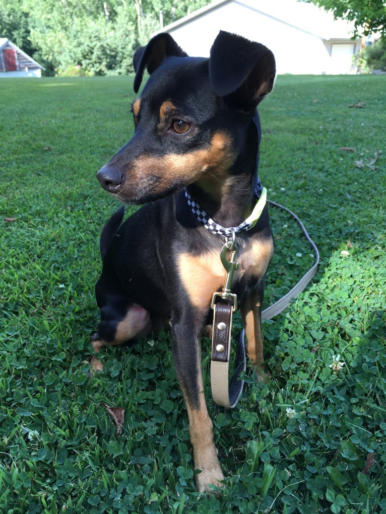 Marta, a Miniature Pinscher and American Pit Bull Terrier mix tested with EmbarkVet.com