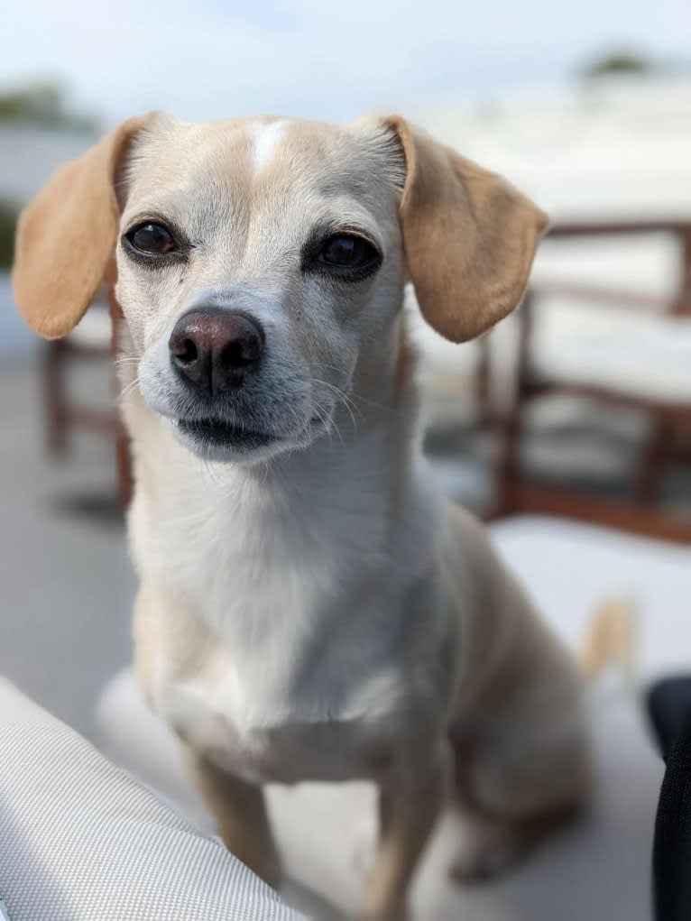 Leia, a Cocker Spaniel and Chihuahua mix tested with EmbarkVet.com