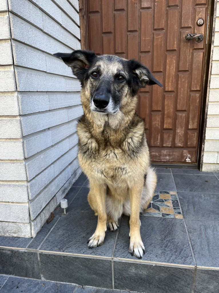 Nyyti, a Central Asian Village Dog tested with EmbarkVet.com