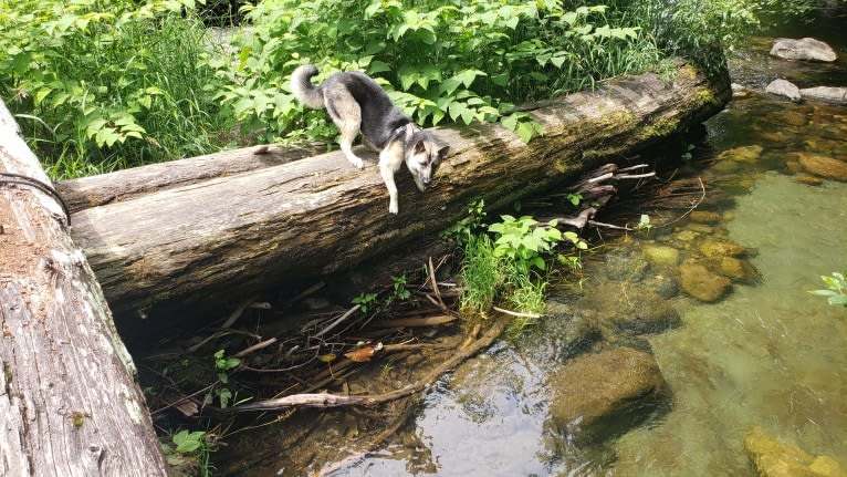 SAUIN, a German Shepherd Dog and Siberian Husky mix tested with EmbarkVet.com