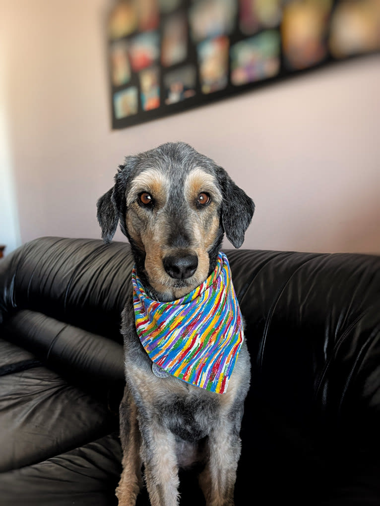 Hayley, an Aussiedoodle tested with EmbarkVet.com