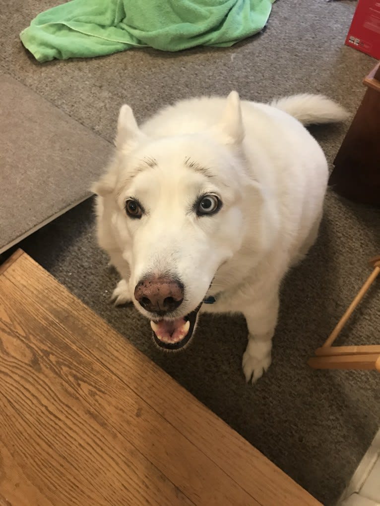 Mia, a Siberian Husky tested with EmbarkVet.com