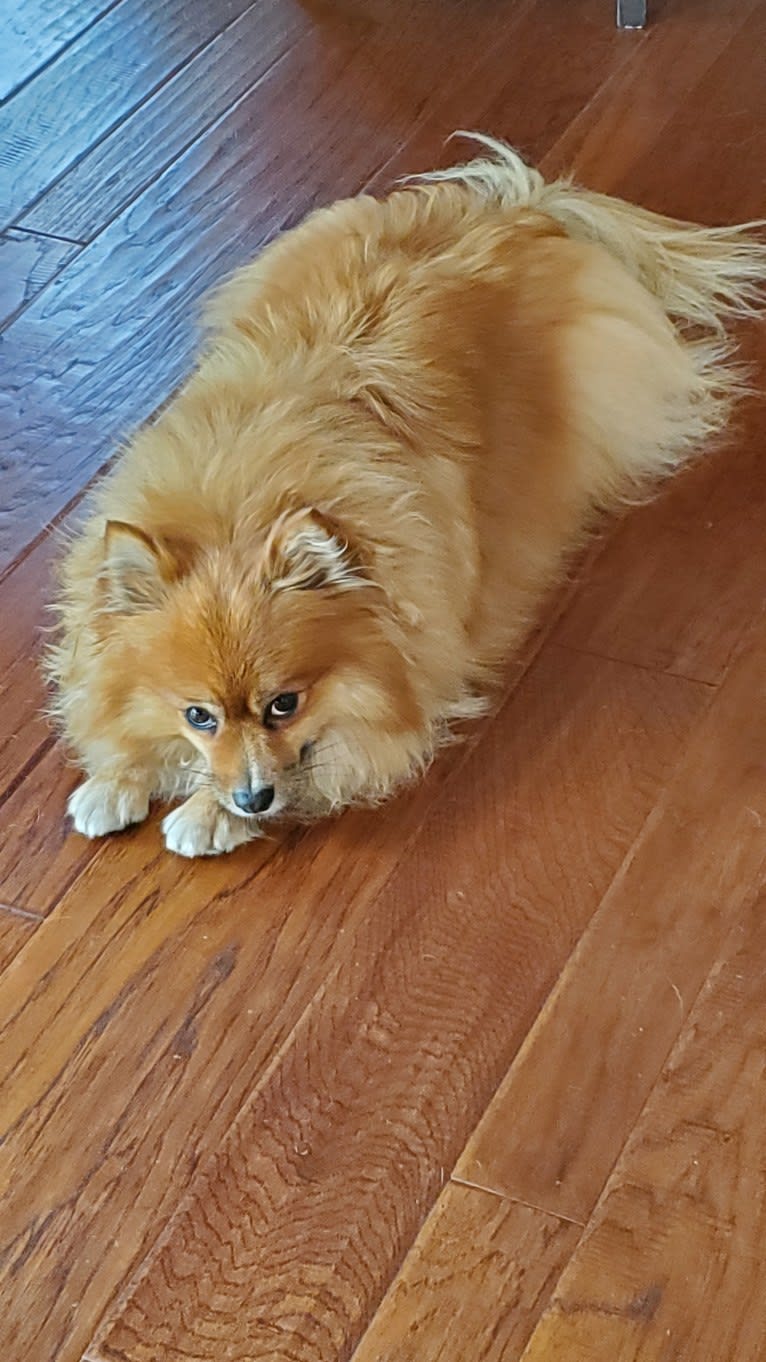 Bear, a Pomeranian tested with EmbarkVet.com