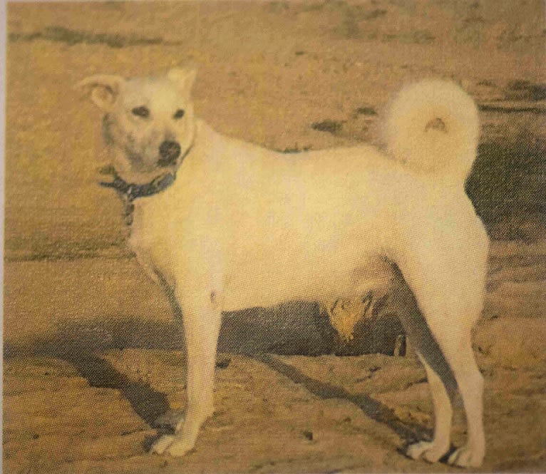 Savvy, an Arabian Village Dog tested with EmbarkVet.com