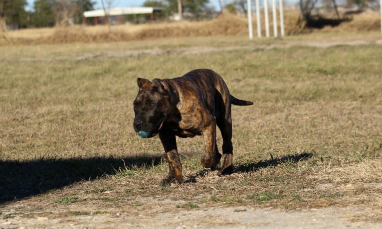 Sicario, a Perro de Presa Canario tested with EmbarkVet.com