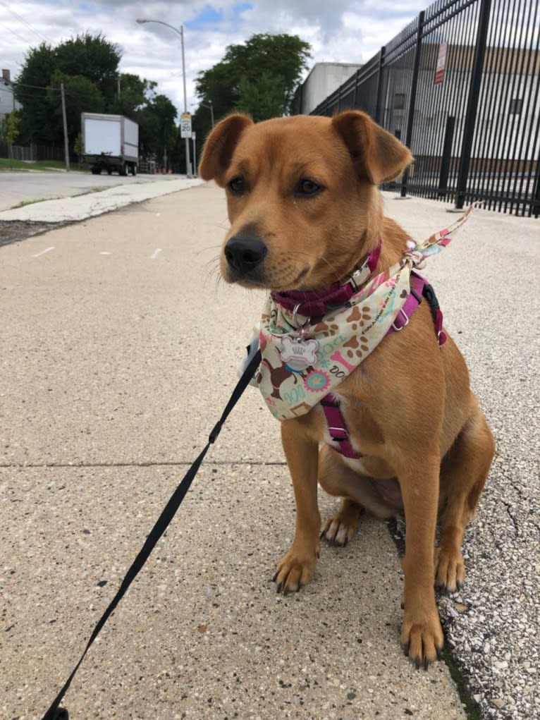 Mina, a Golden Retriever and American Pit Bull Terrier mix tested with EmbarkVet.com