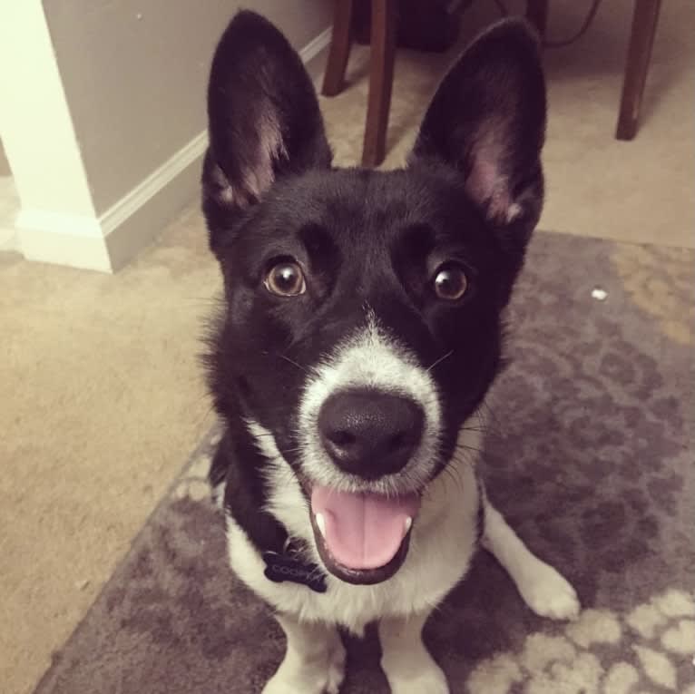 Cooper, a Pembroke Welsh Corgi and Russell-type Terrier mix tested with EmbarkVet.com