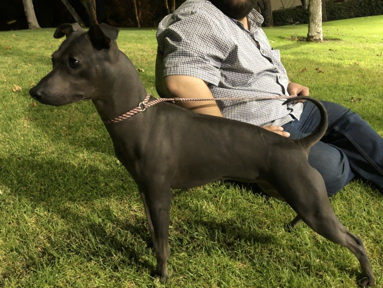 Moose, an American Hairless Terrier tested with EmbarkVet.com