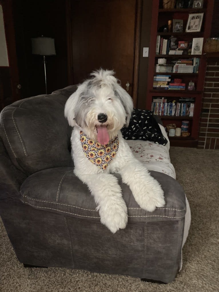 Indy, an Old English Sheepdog tested with EmbarkVet.com