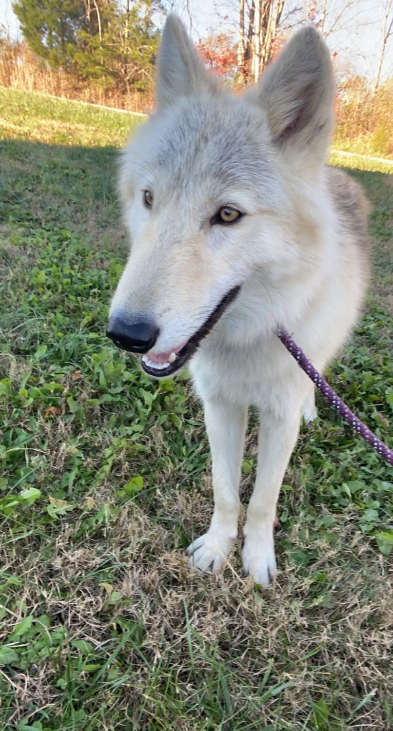 Amarok a dog tested with EmbarkVet.com