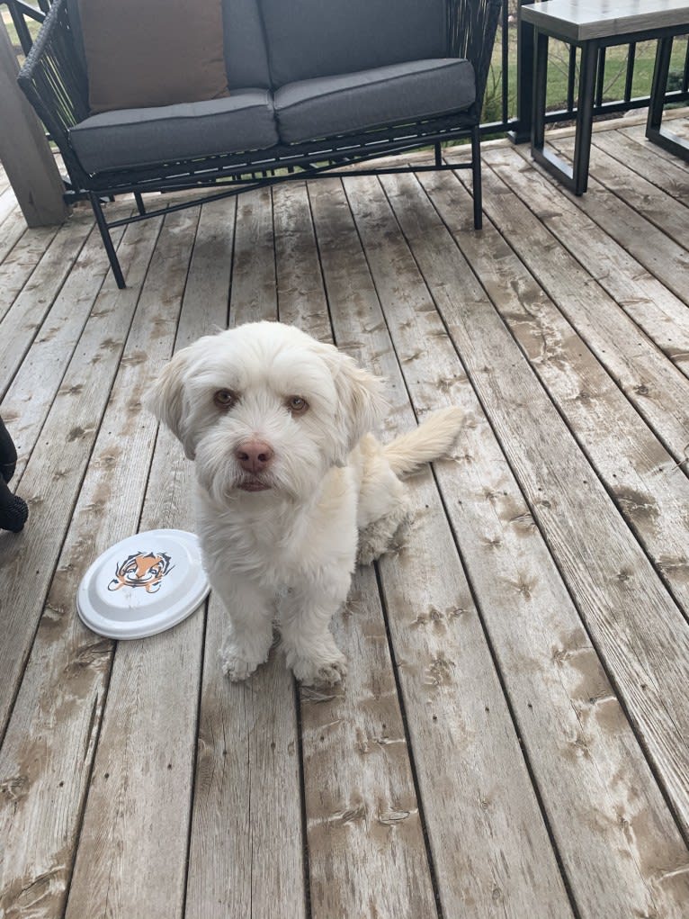 Jaydee, a Shih Tzu and Australian Shepherd mix tested with EmbarkVet.com