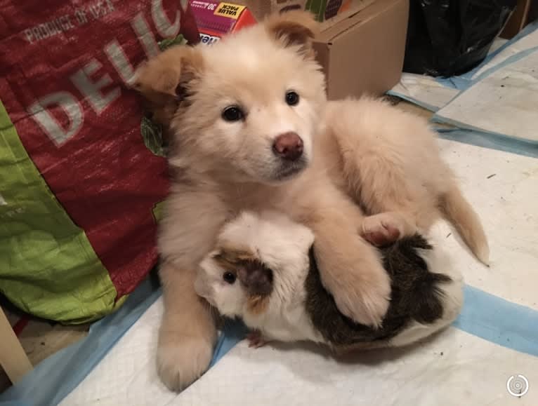 Sweet Pea, an Akita and American Bully mix tested with EmbarkVet.com