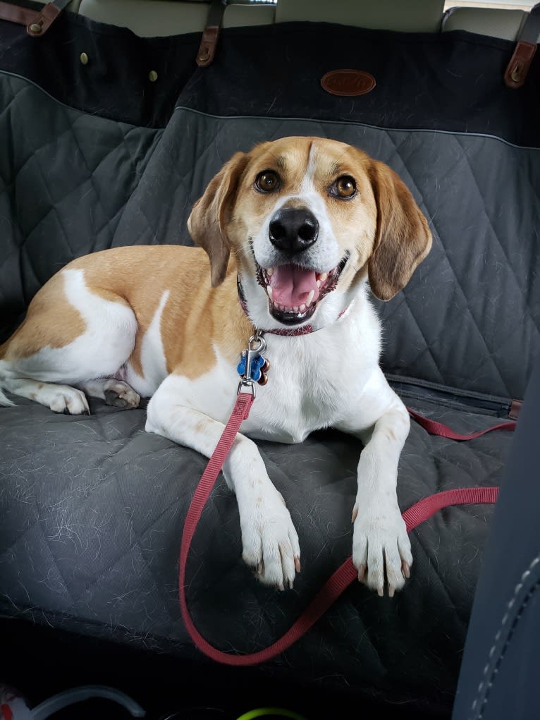 Mollie, a Treeing Walker Coonhound and Beagle mix tested with EmbarkVet.com