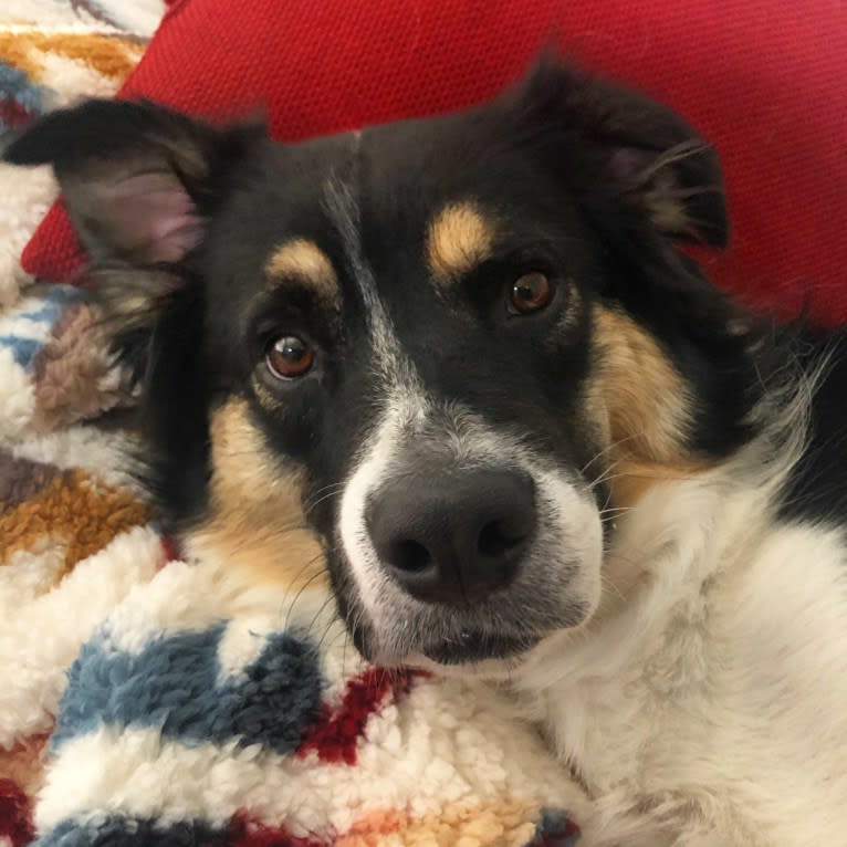 Burt, a Border Collie and Great Pyrenees mix tested with EmbarkVet.com