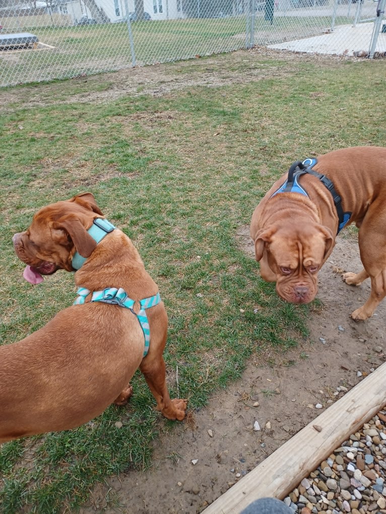 Brutis II, a Dogue de Bordeaux tested with EmbarkVet.com