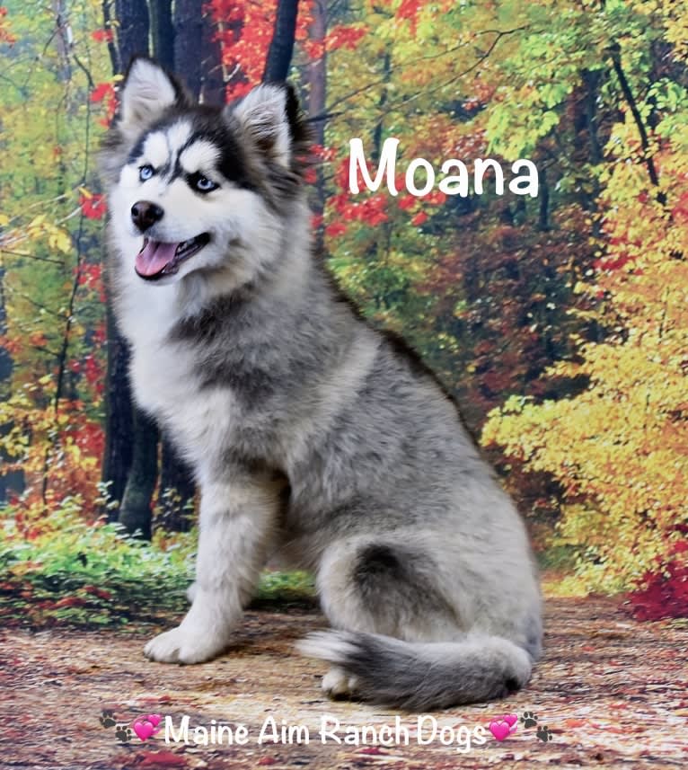 Moana, a Siberian Husky and Pomeranian mix tested with EmbarkVet.com