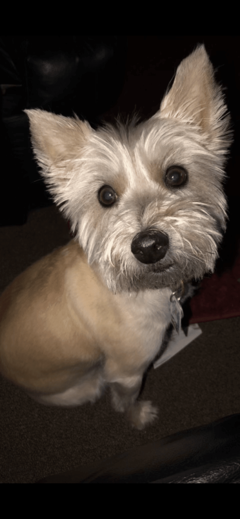 Misty, a Cairn Terrier tested with EmbarkVet.com