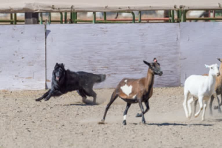 Baku, a Belgian Shepherd tested with EmbarkVet.com