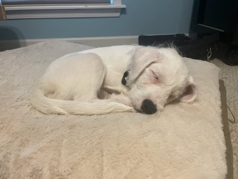 Gatsby, a Great Pyrenees and Beagle mix tested with EmbarkVet.com