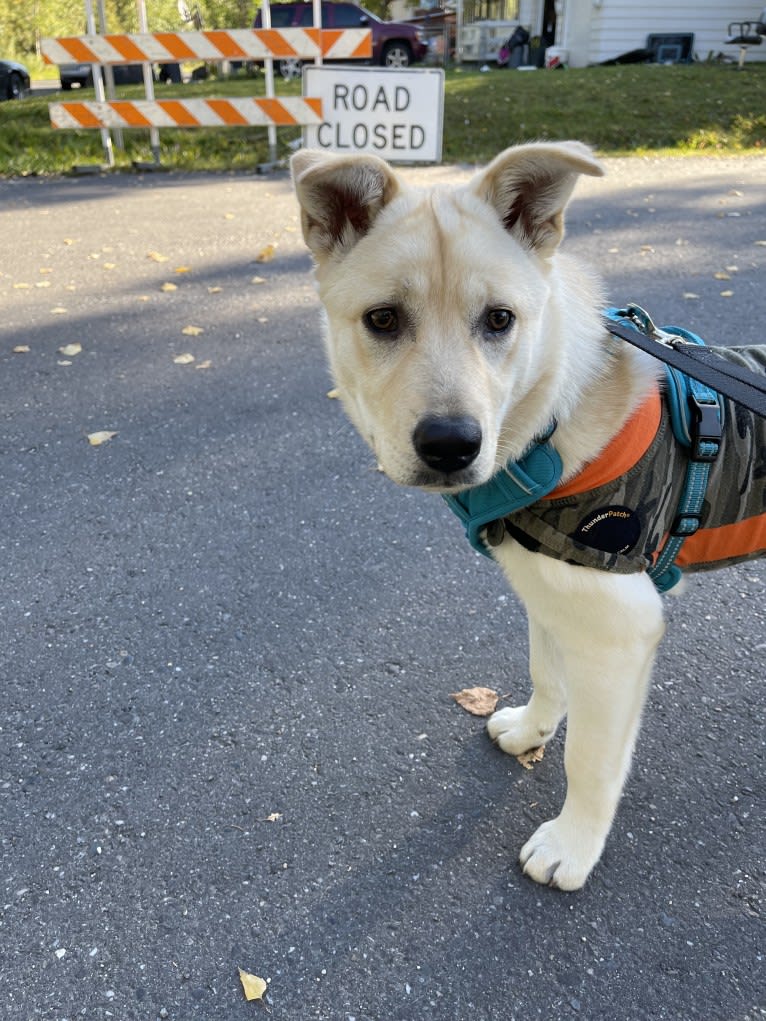 Nala, a Labrador Retriever and Chow Chow mix tested with EmbarkVet.com