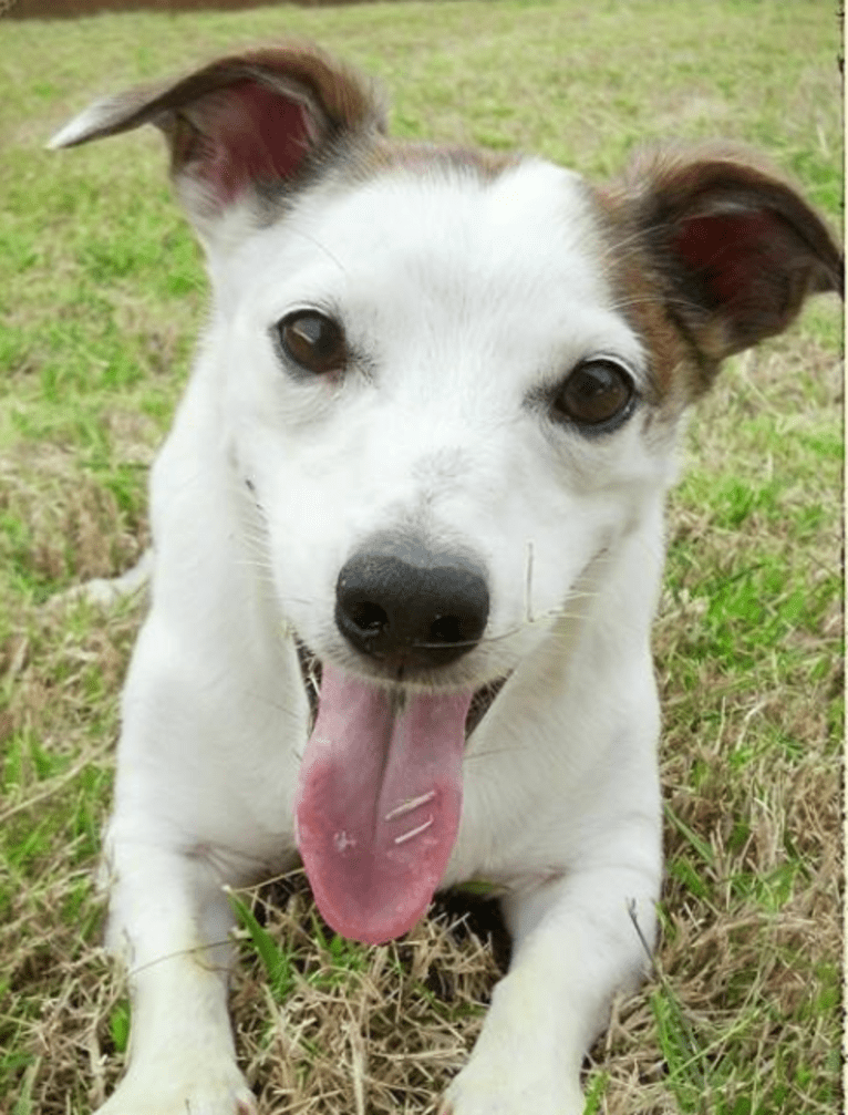 Burkoff, a Russell-type Terrier tested with EmbarkVet.com