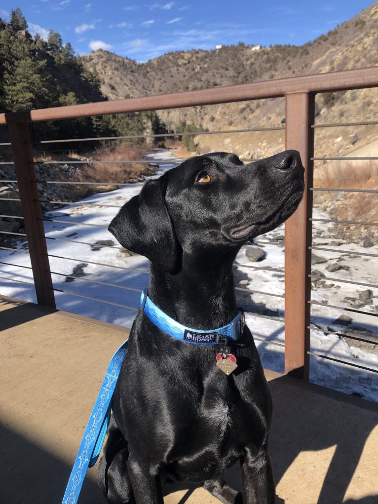 Casanova, a German Shorthaired Pointer and Rottweiler mix tested with EmbarkVet.com