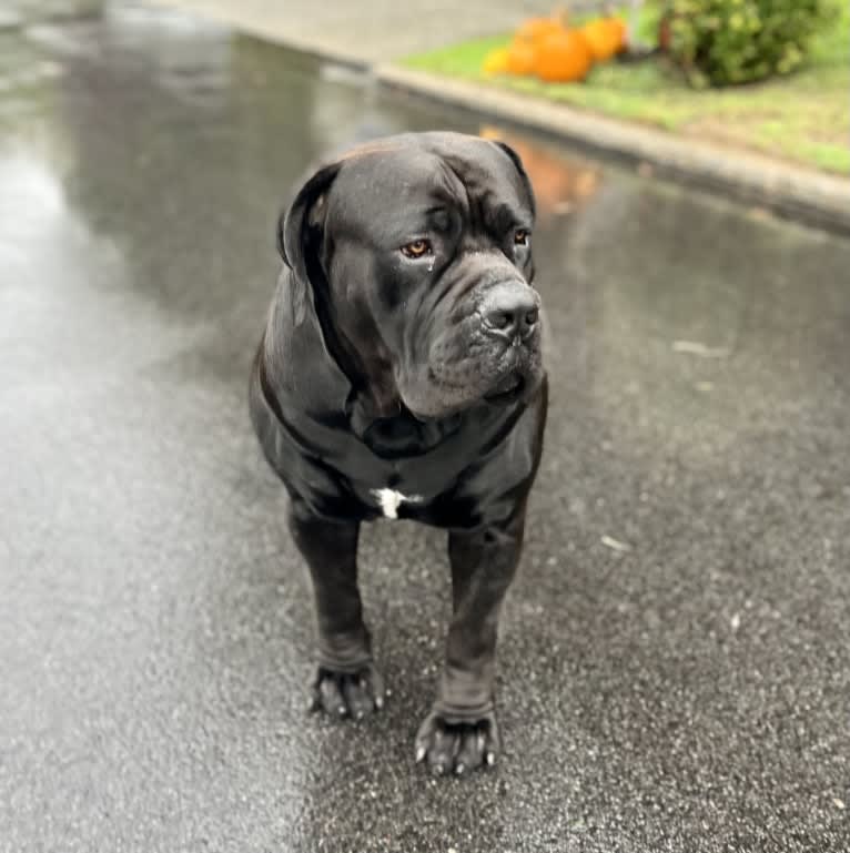 Jabali Boland, a Boerboel tested with EmbarkVet.com