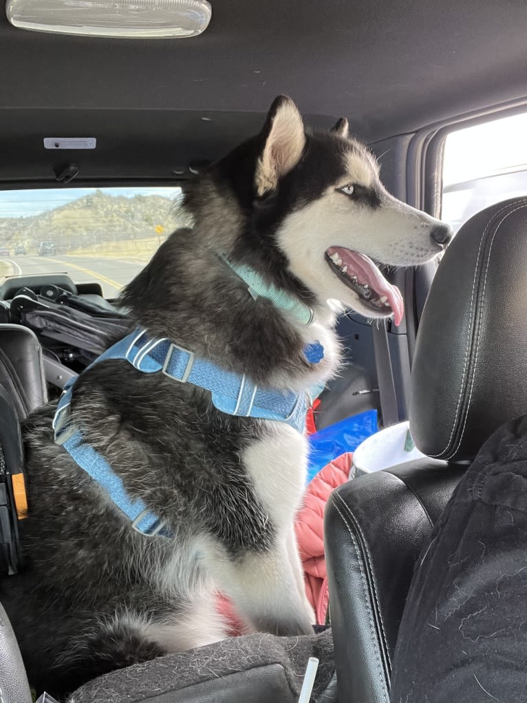 Drake Flynn, a Siberian Husky tested with EmbarkVet.com