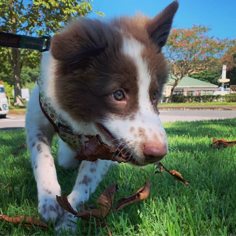 KINTOKI, a Shiba Inu and American Eskimo Dog mix tested with EmbarkVet.com