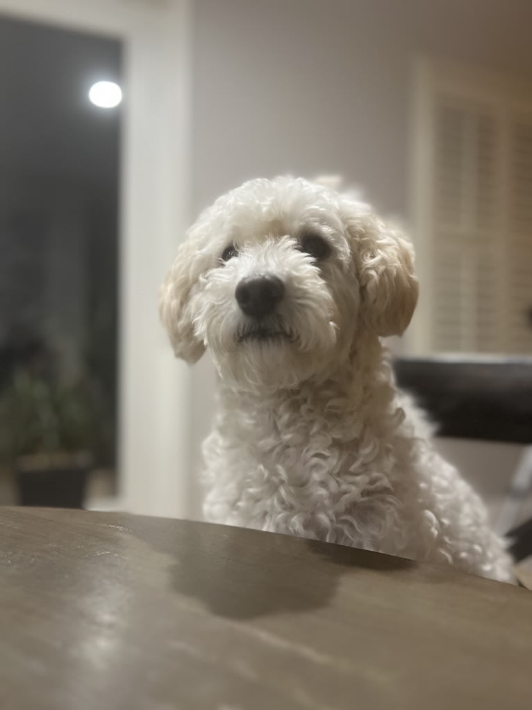 Theo, a Poodle (Small) and Pekingese mix tested with EmbarkVet.com