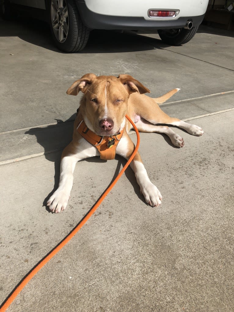 Huck, an American Pit Bull Terrier and American Staffordshire Terrier mix tested with EmbarkVet.com