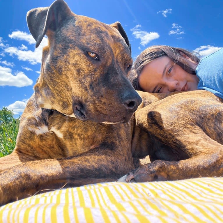 Tiger, an American Pit Bull Terrier tested with EmbarkVet.com