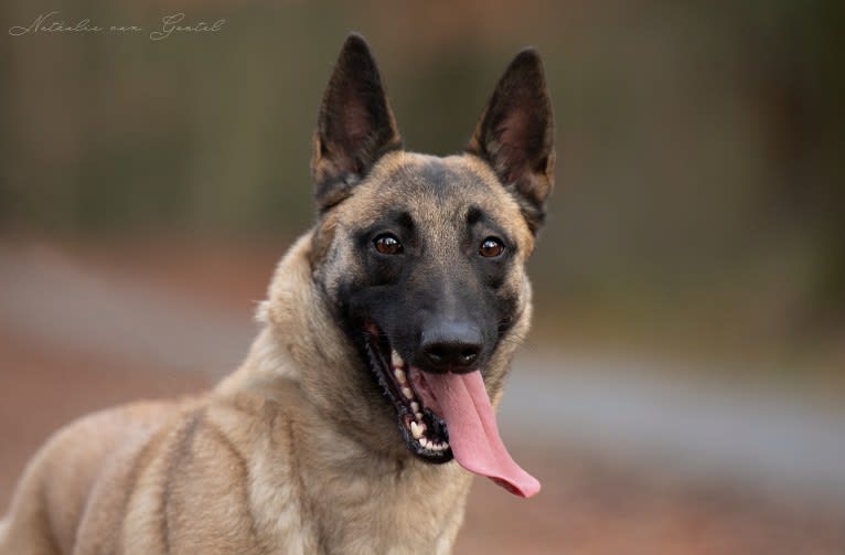 Rikki, a Belgian Shepherd tested with EmbarkVet.com