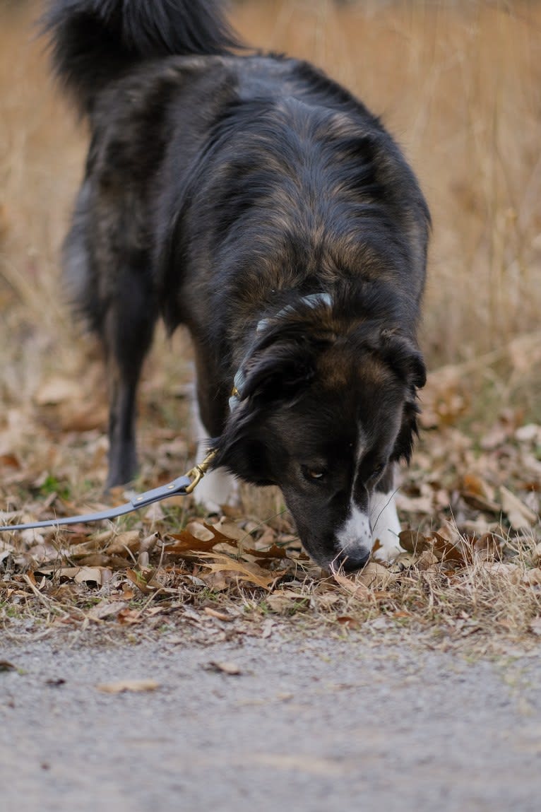 Maverick, a Siberian Husky and American Pit Bull Terrier mix tested with EmbarkVet.com