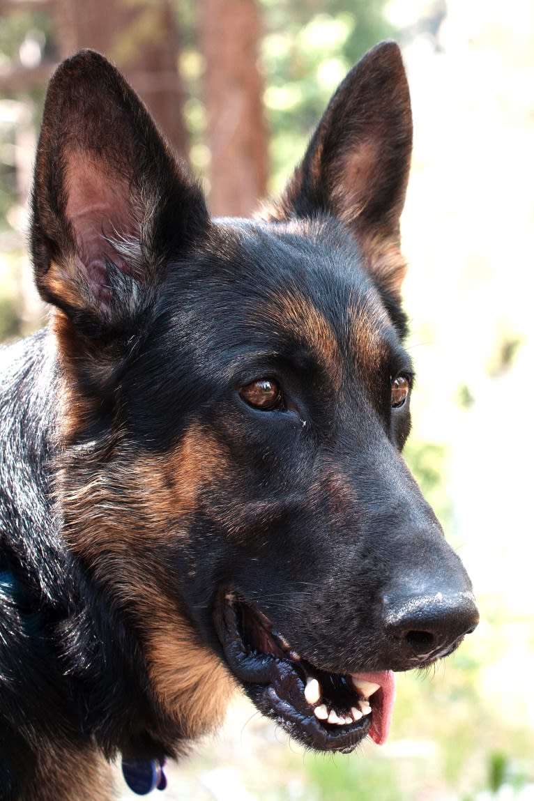 Mango, a German Shepherd Dog tested with EmbarkVet.com