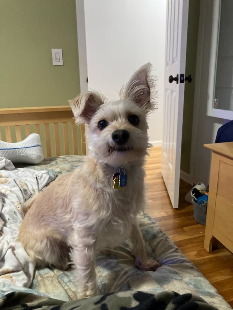 Tater Tot, a Maltese and Miniature Pinscher mix tested with EmbarkVet.com