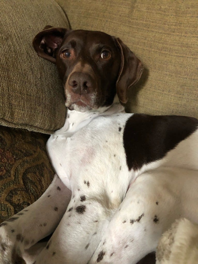 Holly, a German Shorthaired Pointer tested with EmbarkVet.com