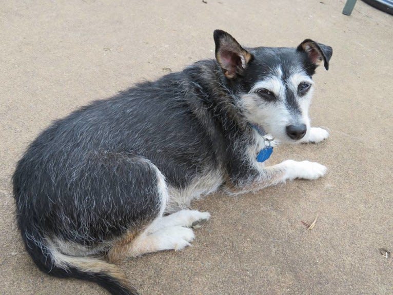 Sydney, a Russell-type Terrier and Australian Cattle Dog mix tested with EmbarkVet.com