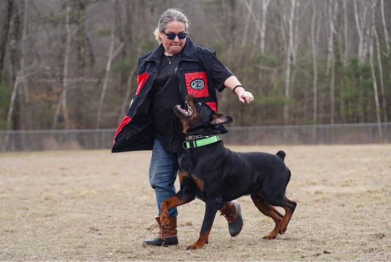 Kratos Raiju, a Rottweiler tested with EmbarkVet.com