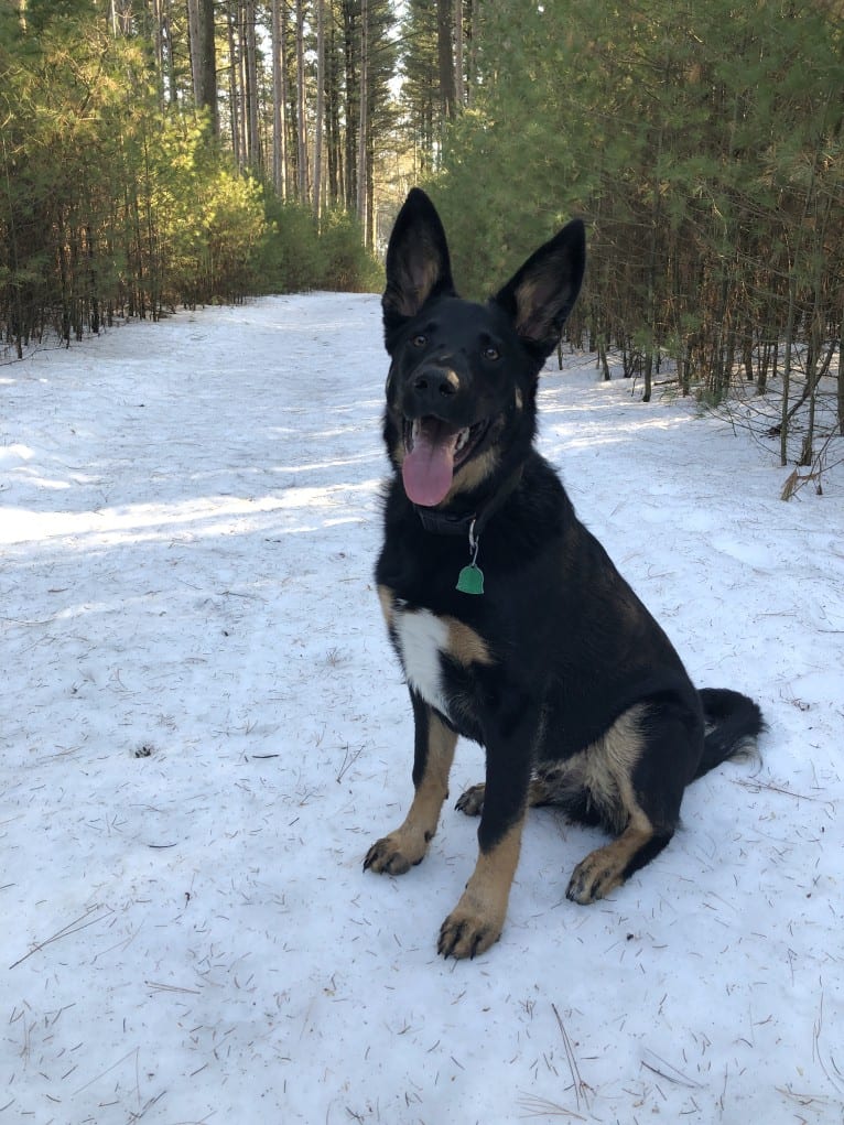 Emmett, a German Shepherd Dog and Australian Cattle Dog mix tested with EmbarkVet.com